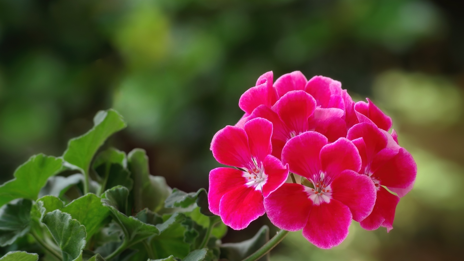 Ароматный цветок розовой герани