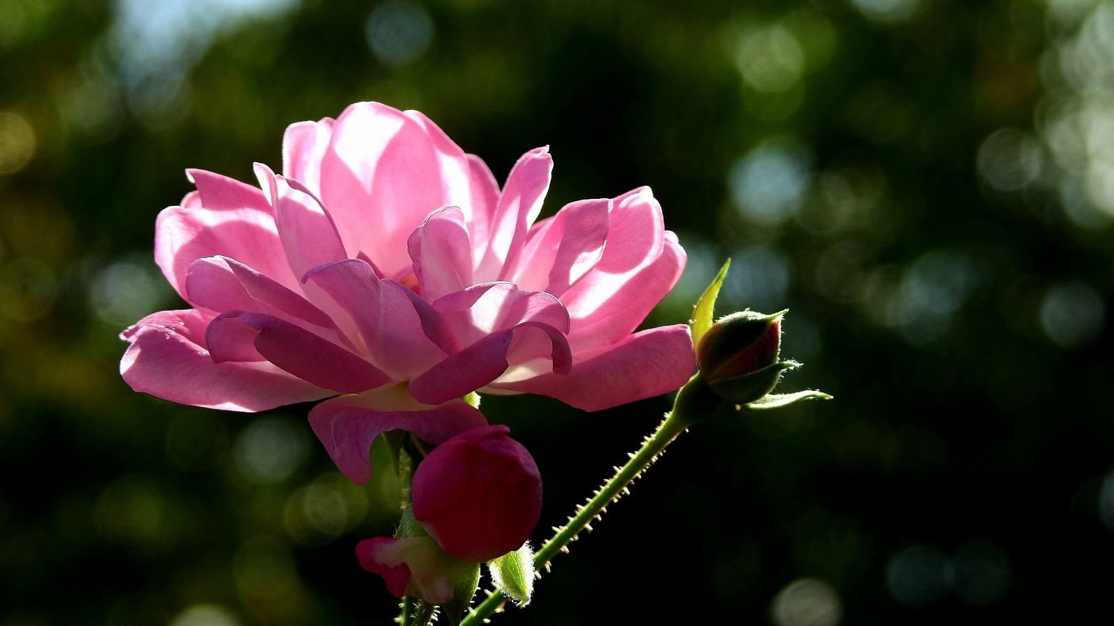 Садовая розовая роза в лучах солнца