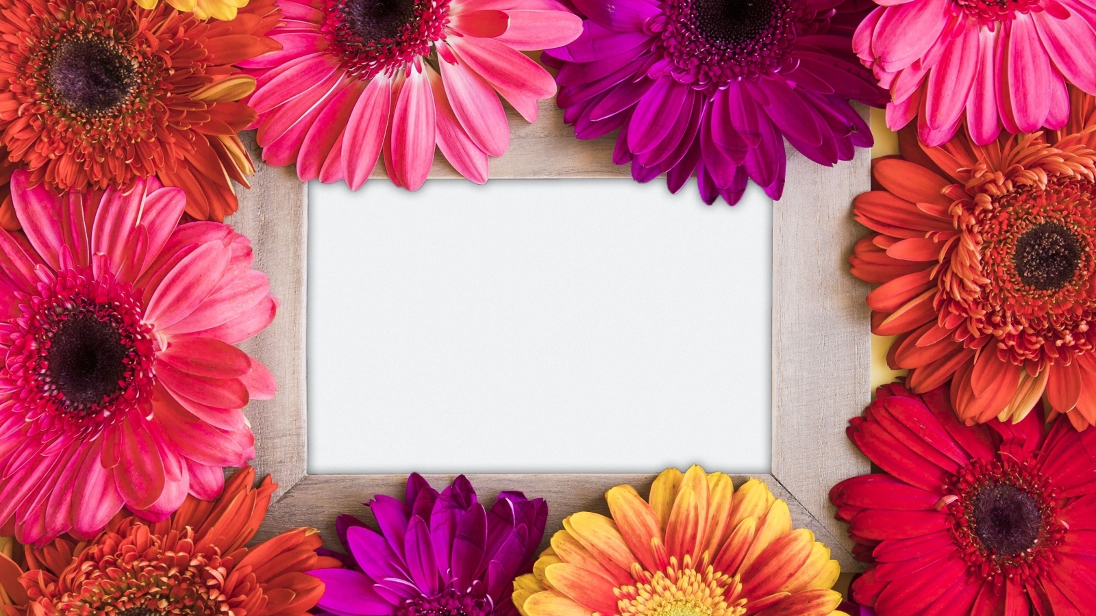 Цветы герберы с белым листом бумаги