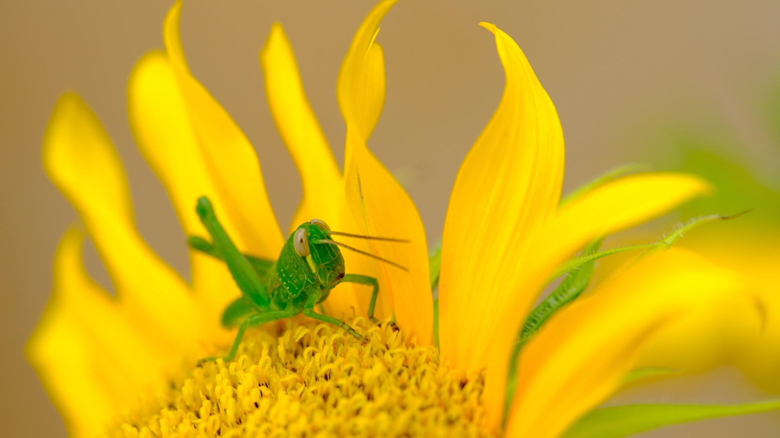 Зеленый кузнечик на желтом подсолнухе