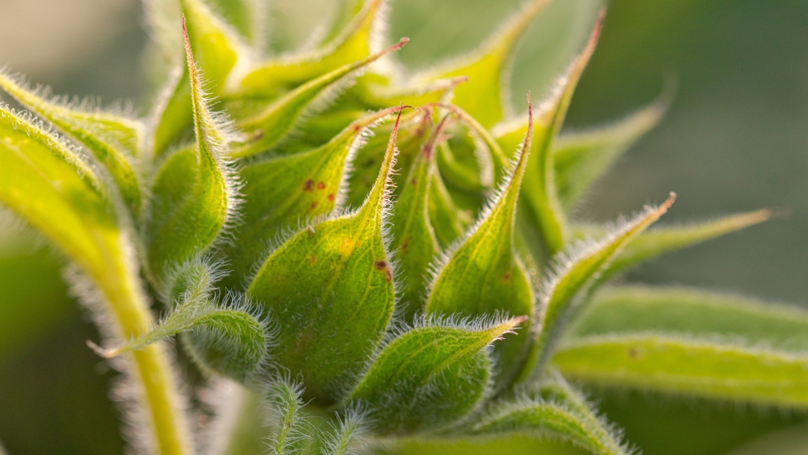 Зеленый нераспустившийся цветок подсолнуха