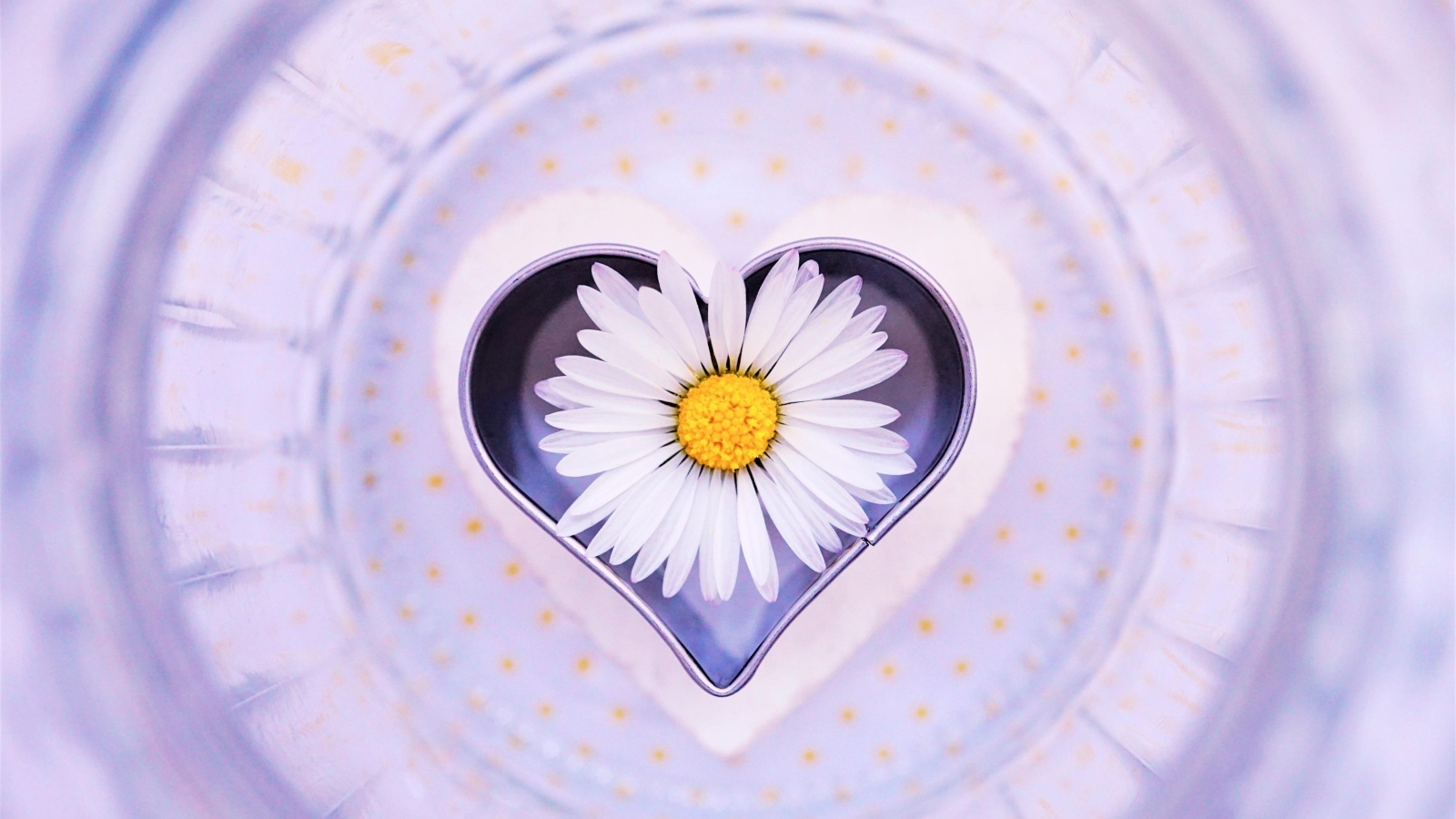 Сердце с цветком белой ромашки 