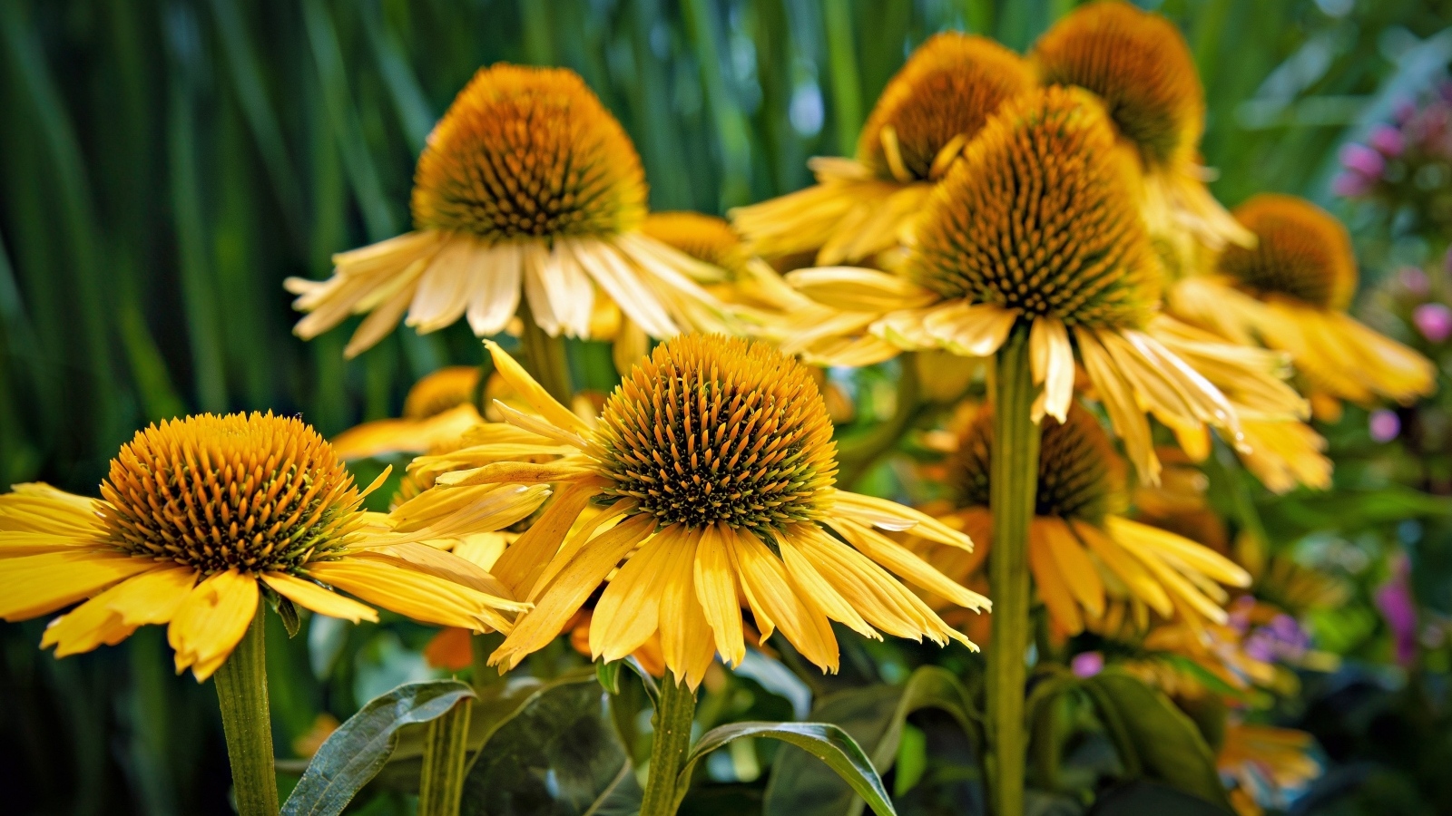 Крупные цветы эхинацеи крупным планом