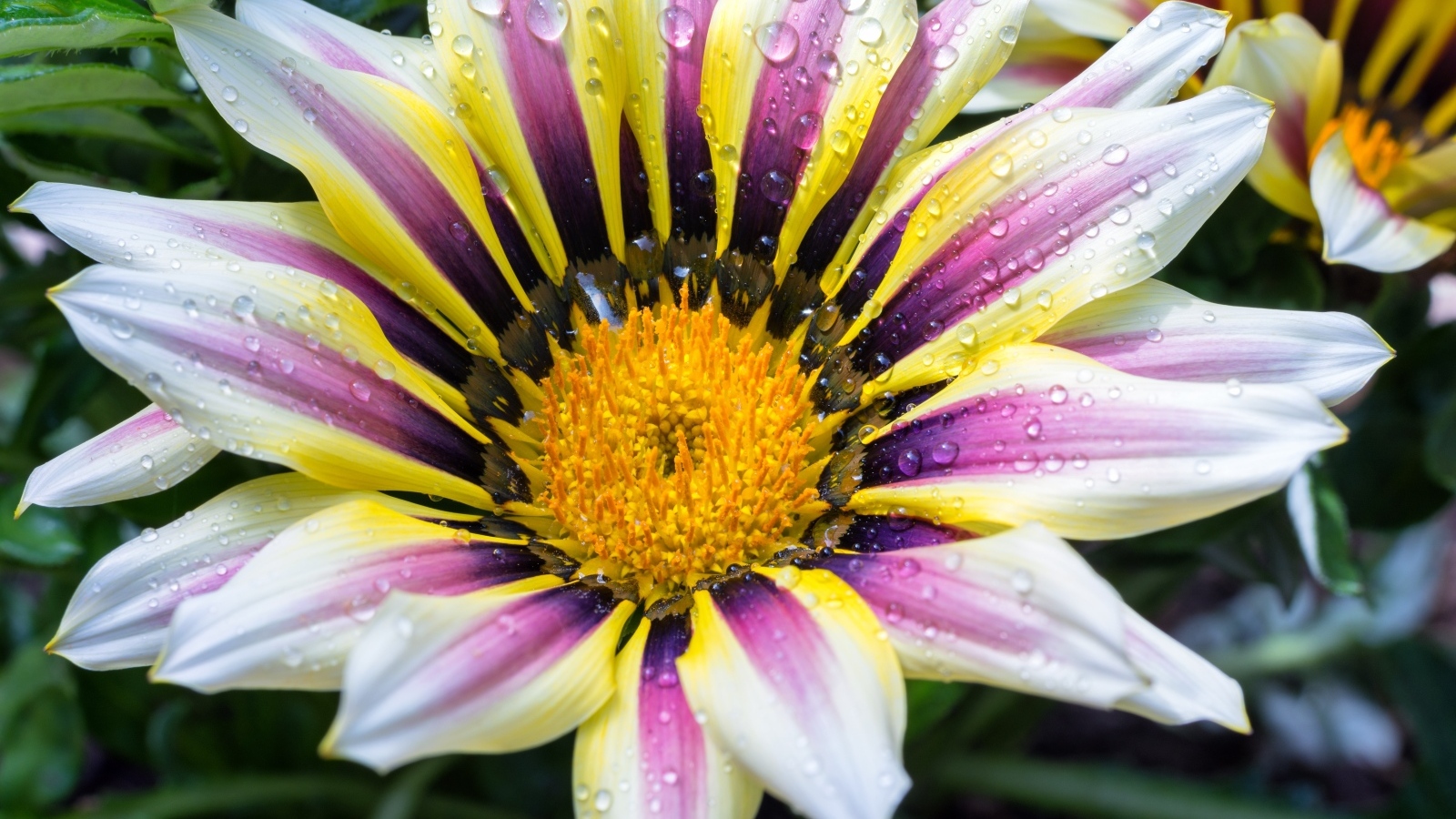 Большой цветок газания с каплями на лепестках