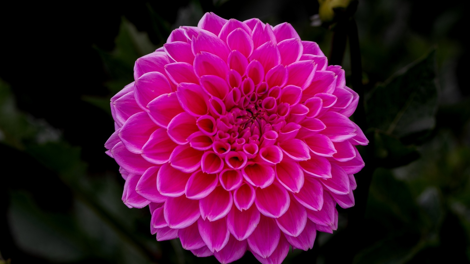 Большая пышная розовая георгина