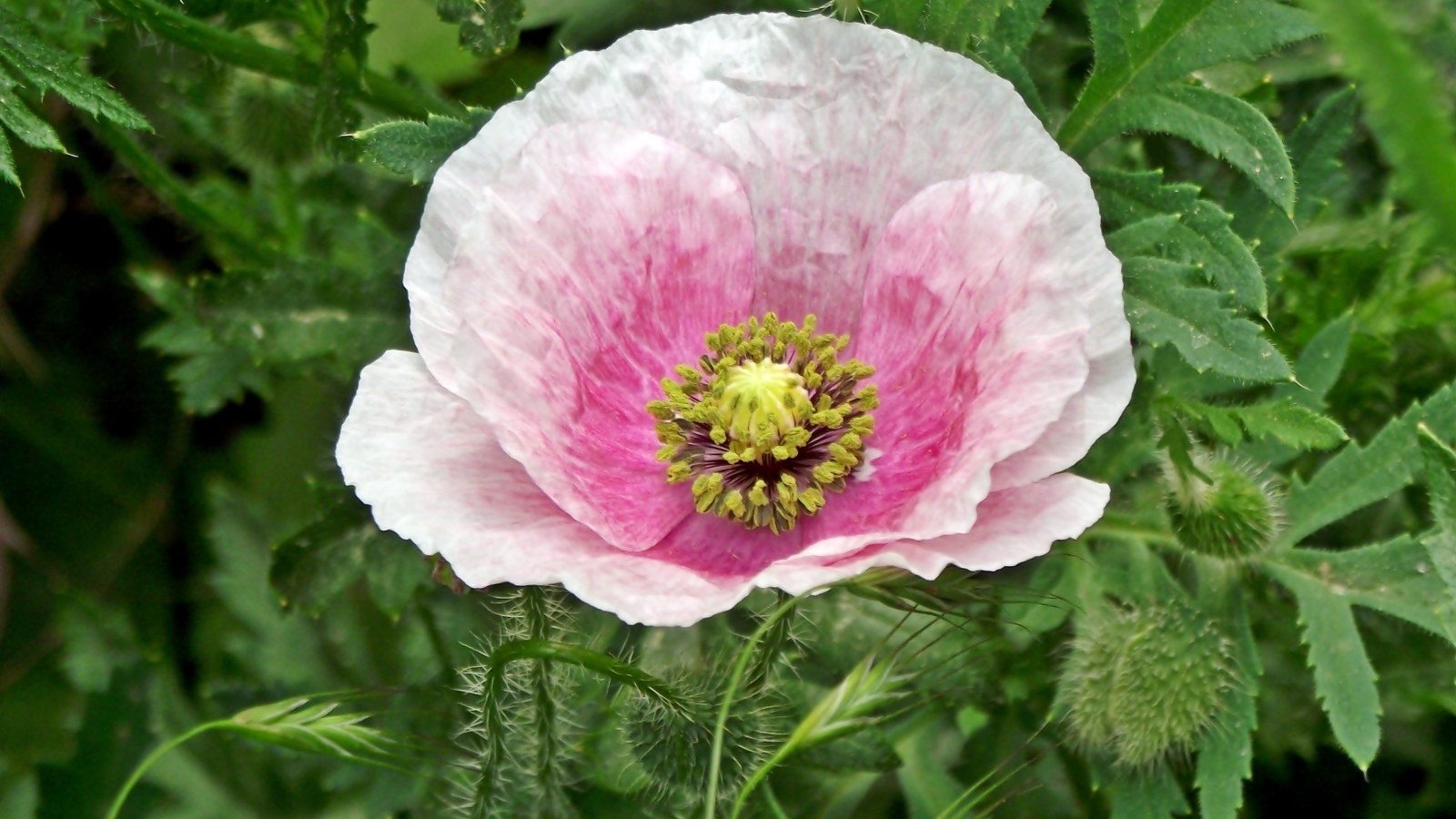 Большой розовый садовый мак в зеленых листьях