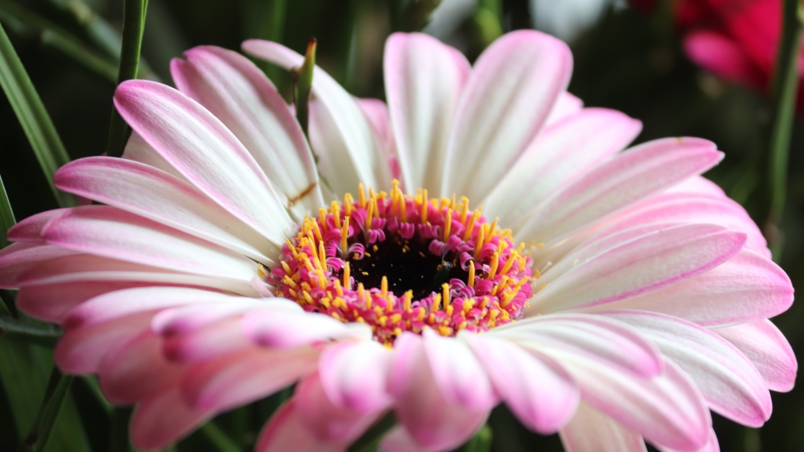 Большой розовый цветок гербера крупным планом