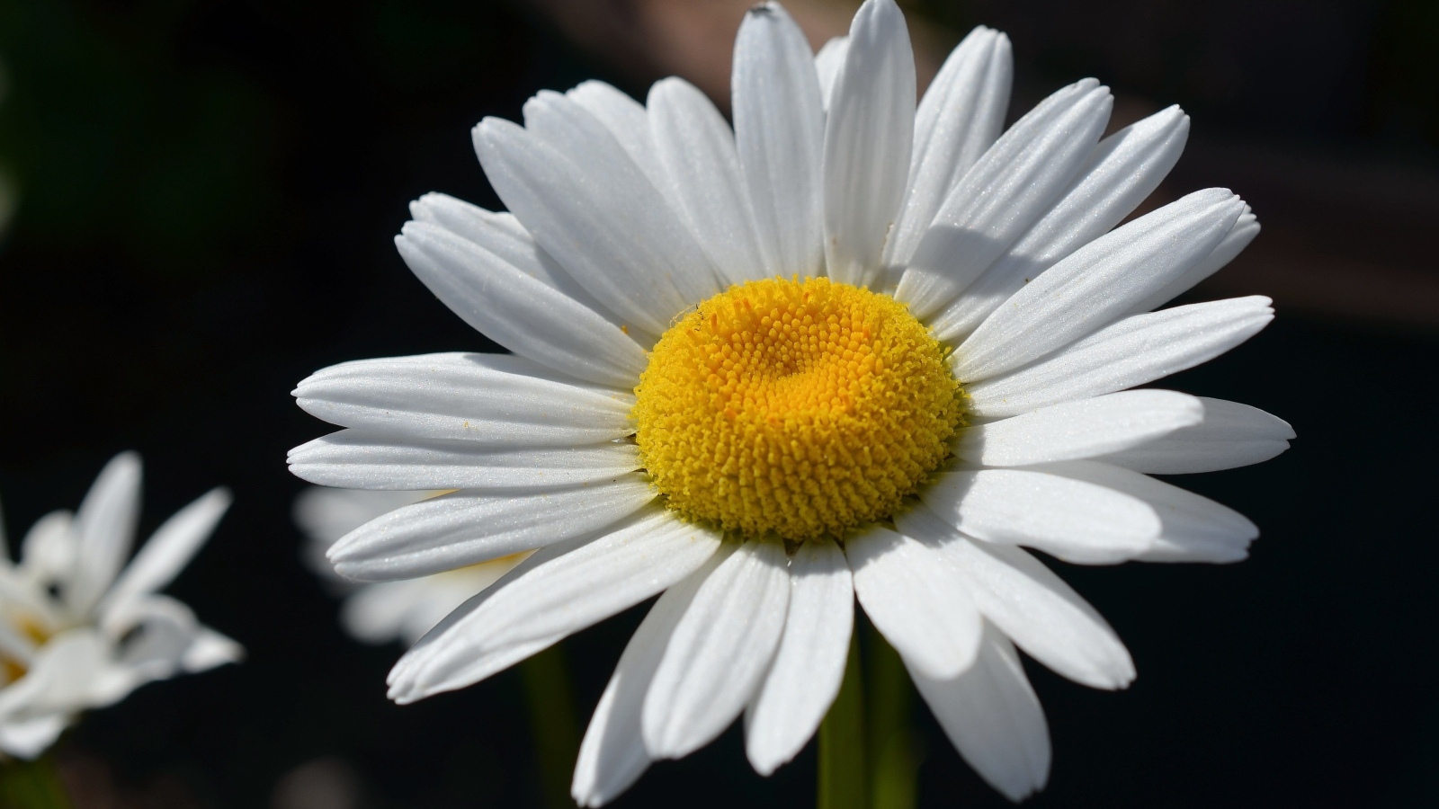 Крупная белая ромашка вблизи