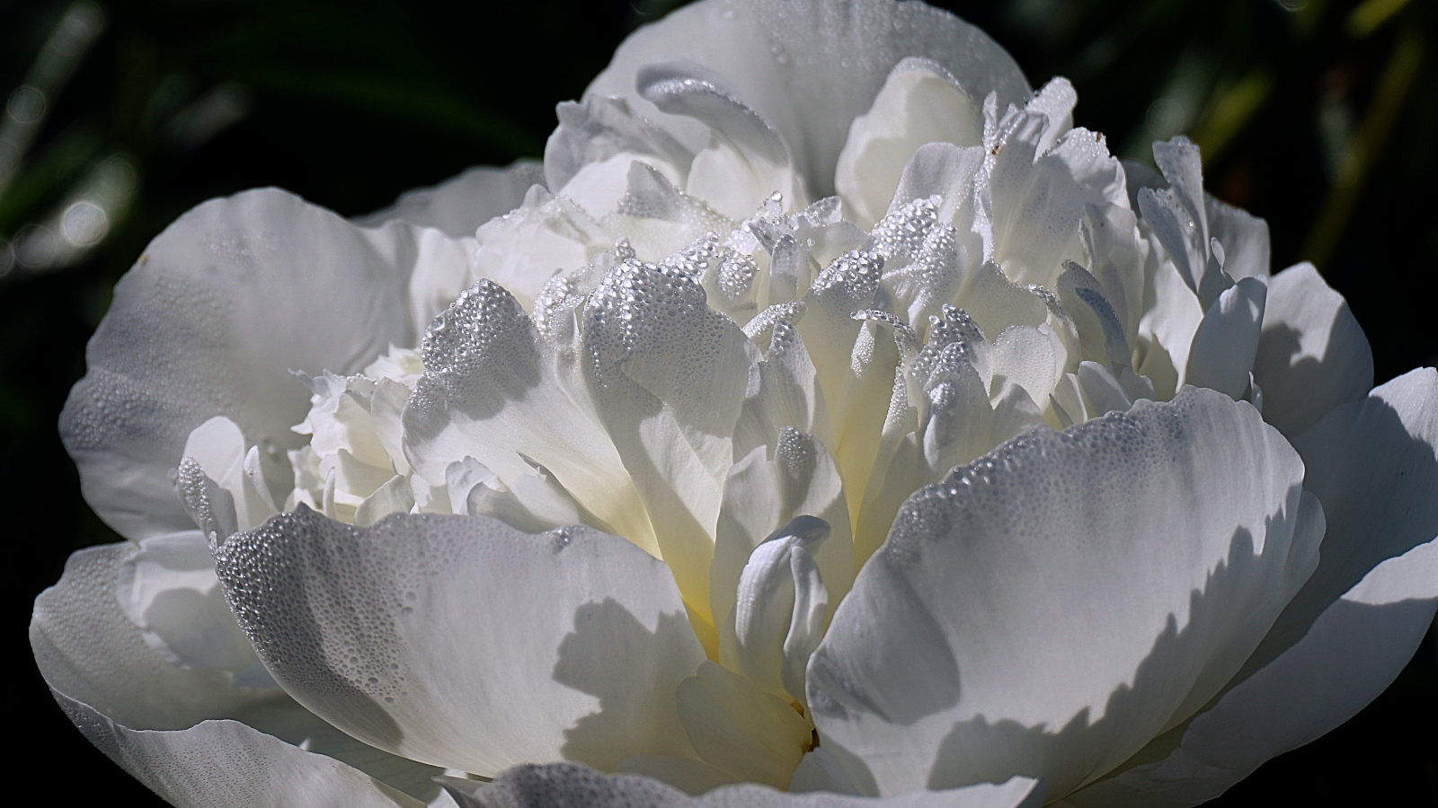 Большой белый цветок пиона крупным планом