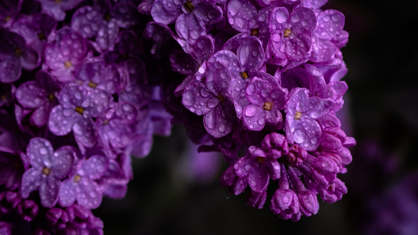 Цветы сирени в каплях росы крупным планом