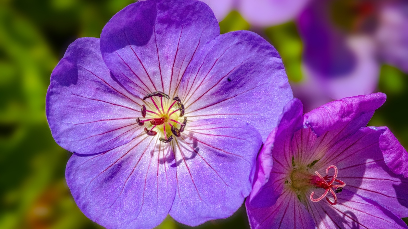 Сиреневые цветы флокса крупным планом