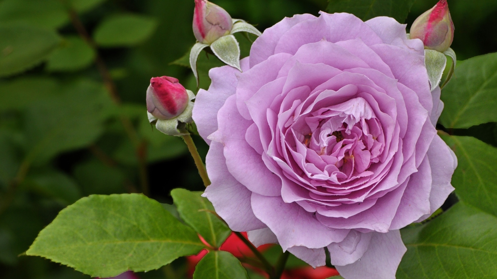 Сиреневая роза с бутонами крупным планом