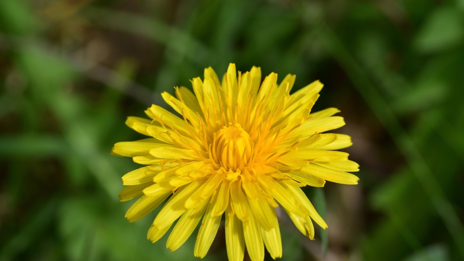 Одинокий желтый одуванчик крупным планом