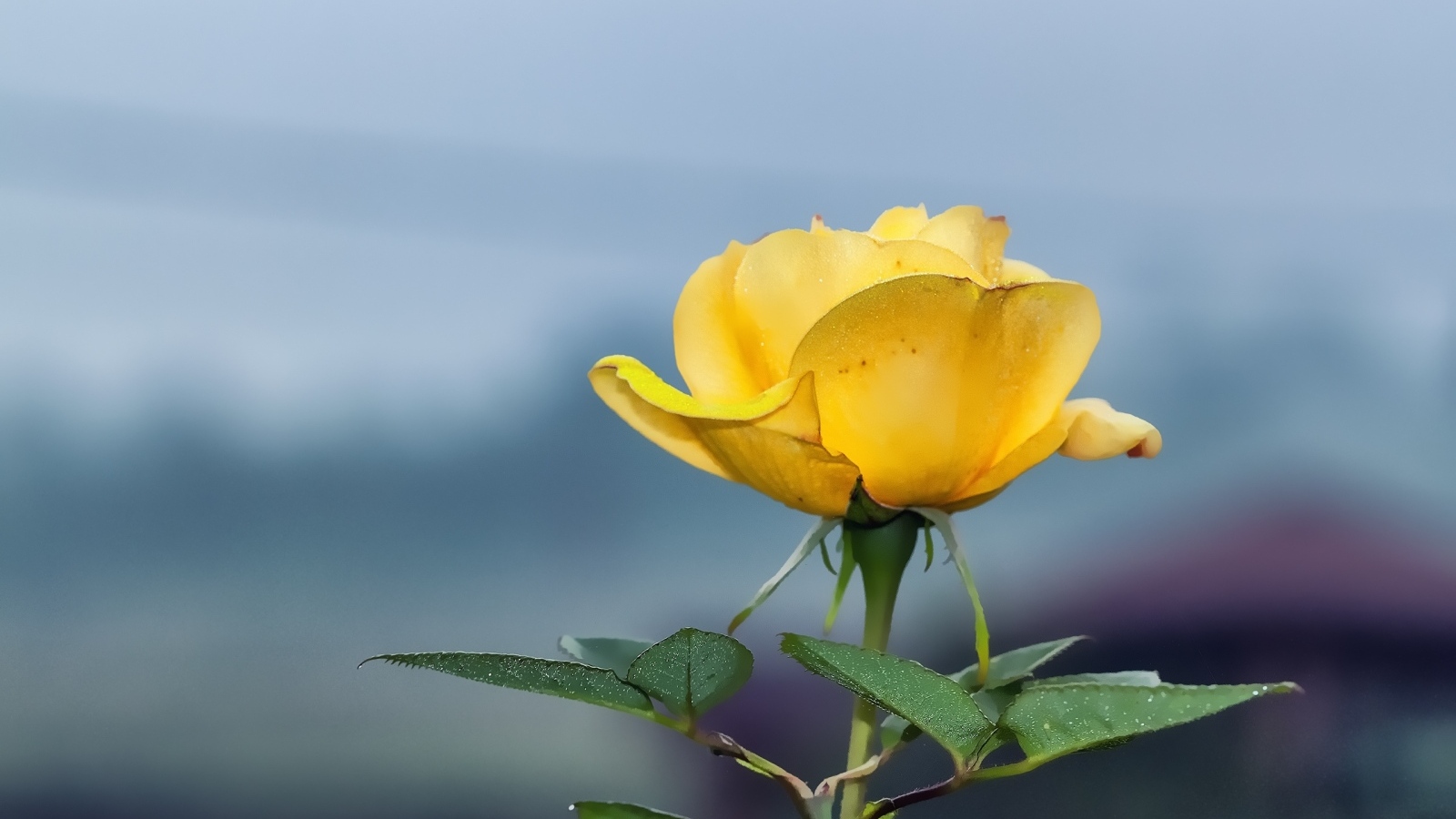 Одинокая желтая роза на сером фоне