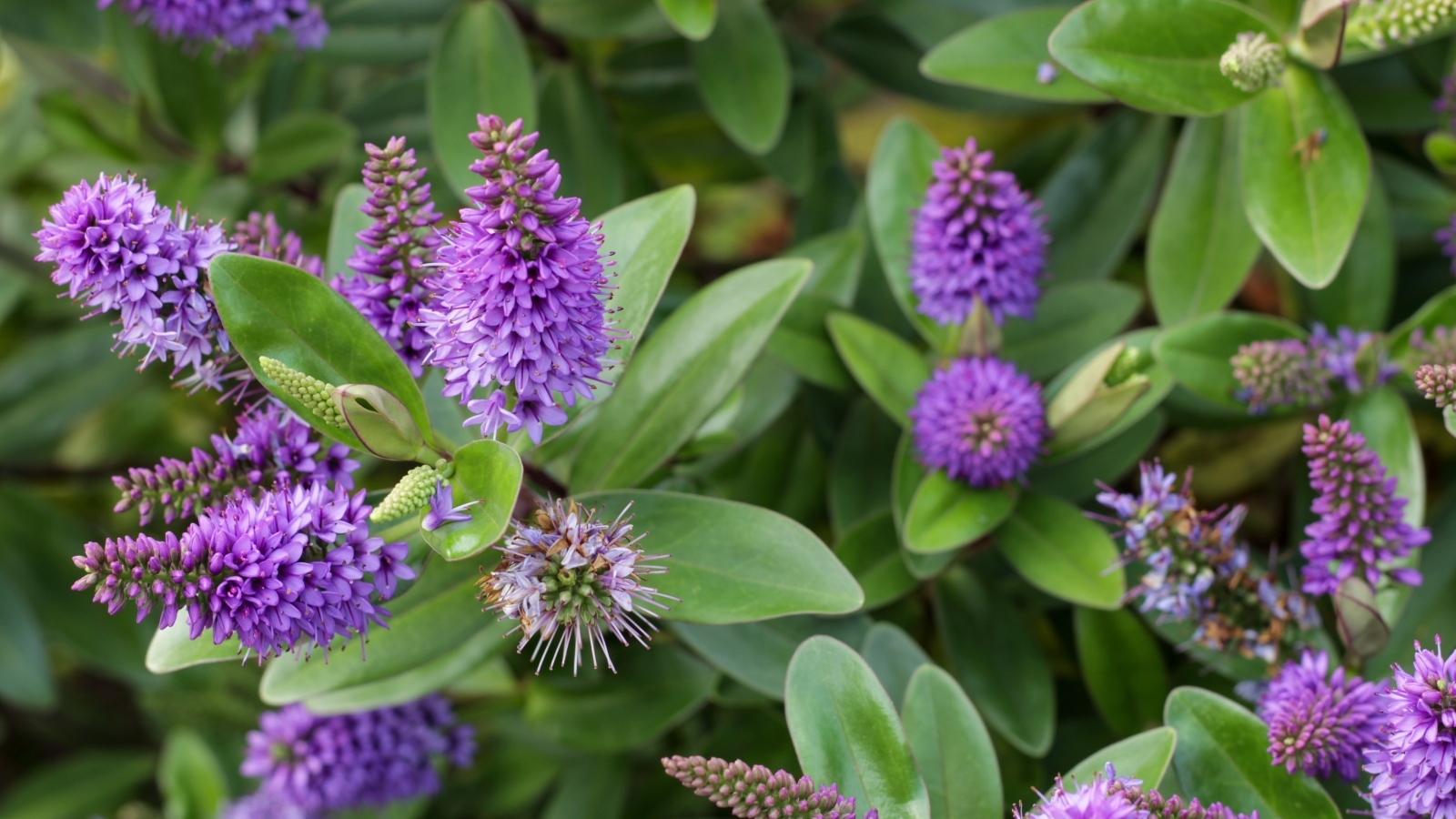 Много красивых сиреневых цветов с зелеными листьями