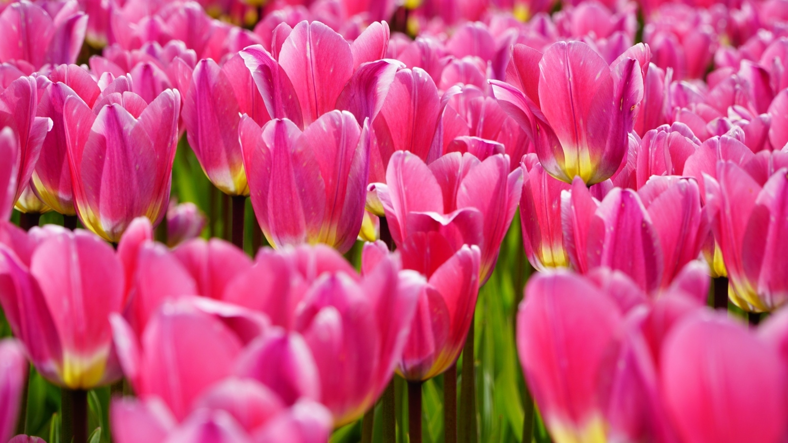 Много красивых розовых тюльпанов на поле