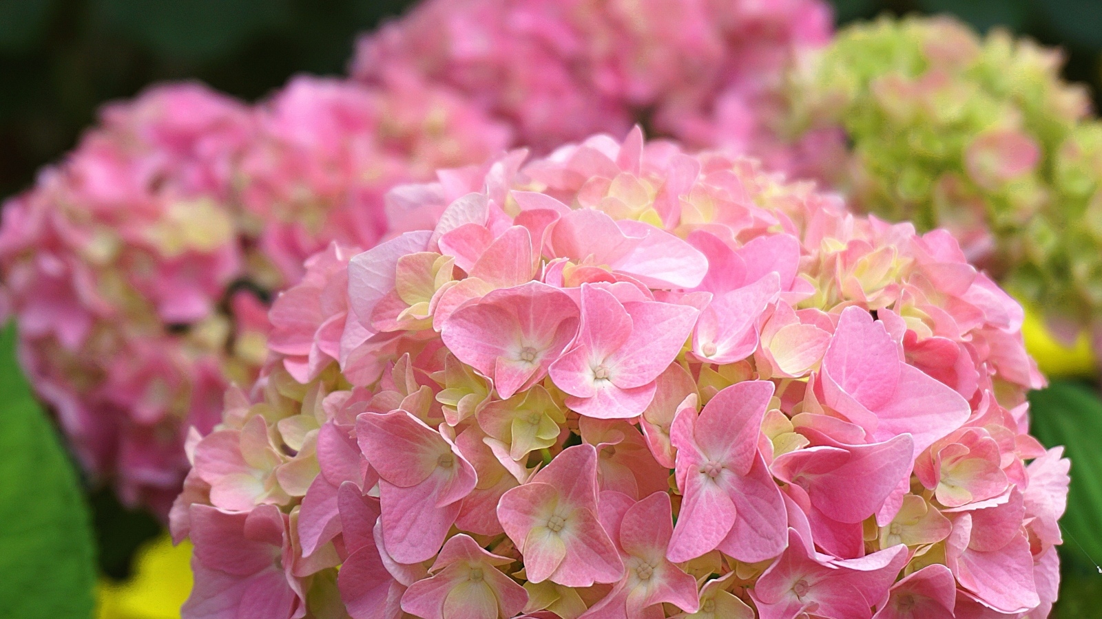 Много розовых крупных цветов гортензии