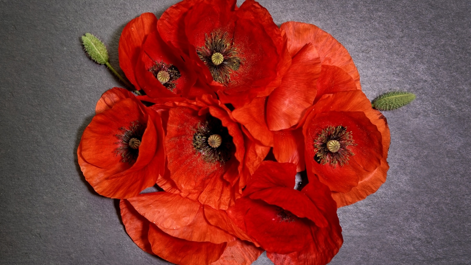 Много красных цветов мака на сером фоне