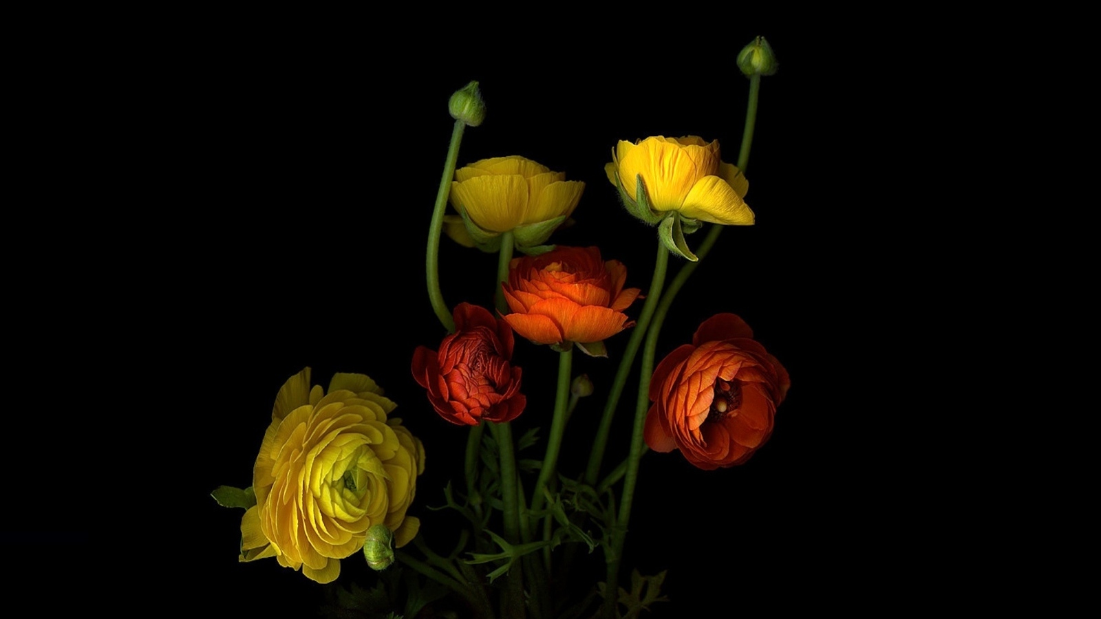 Разноцветные лютики на черном фоне