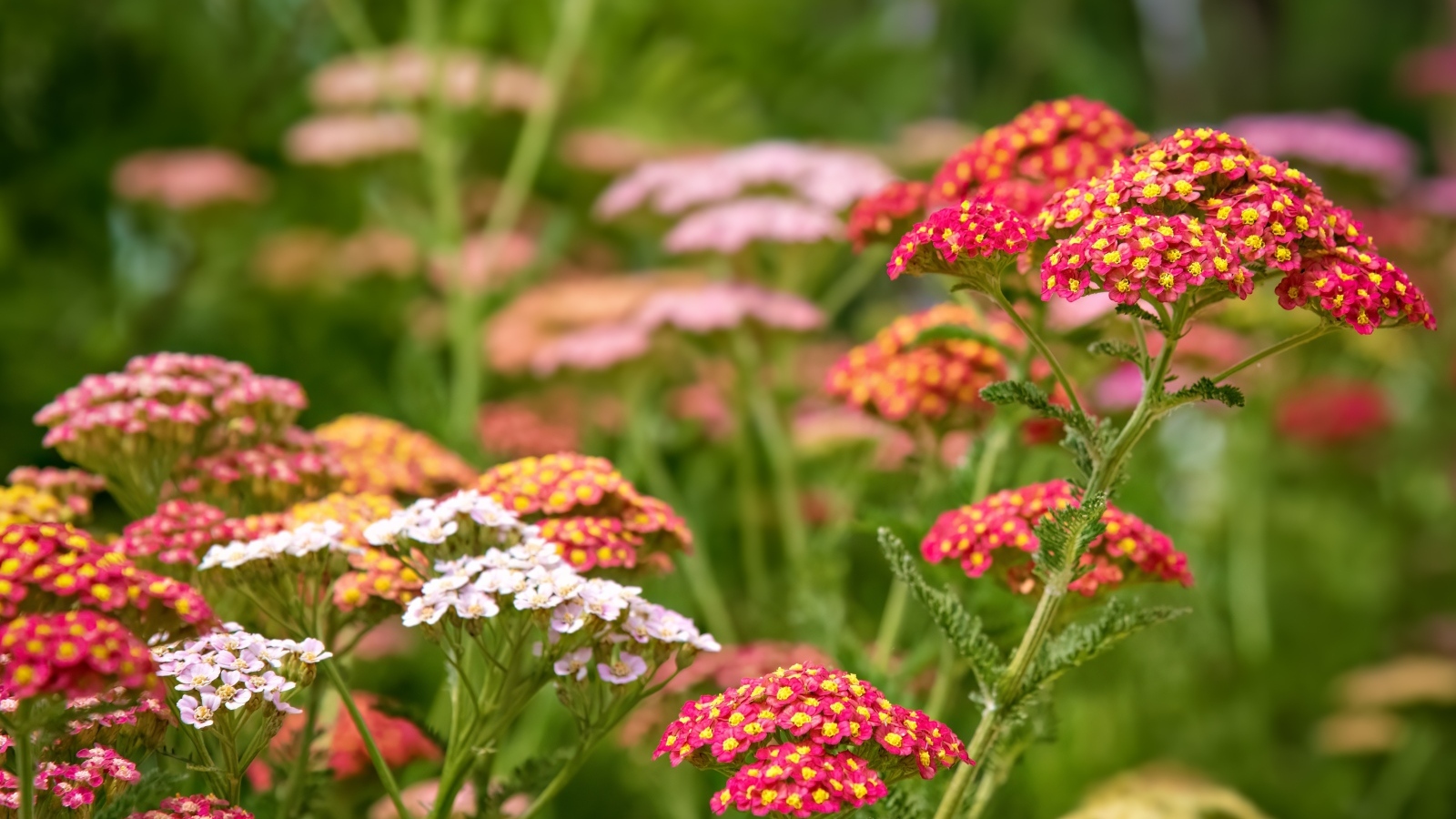 Разноцветные мелкие цветы на клумбе