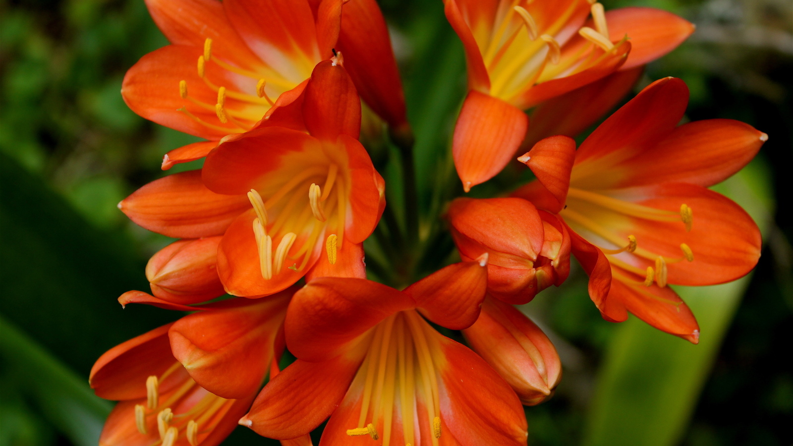 Оранжевые цветы амариллис крупным планом