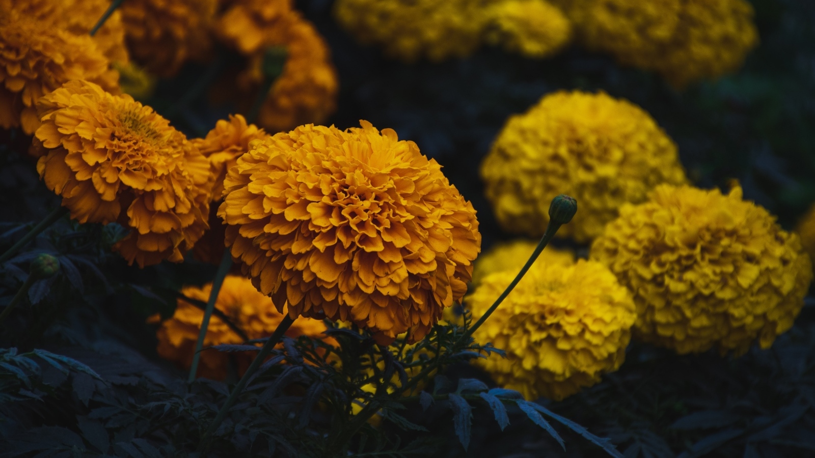 Оранжевые и желтые цветы бархатцев