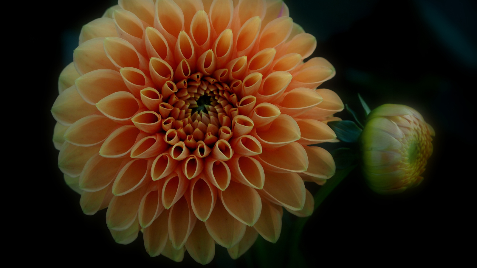 Оранжевый цветок георгина с бутоном на черном фоне