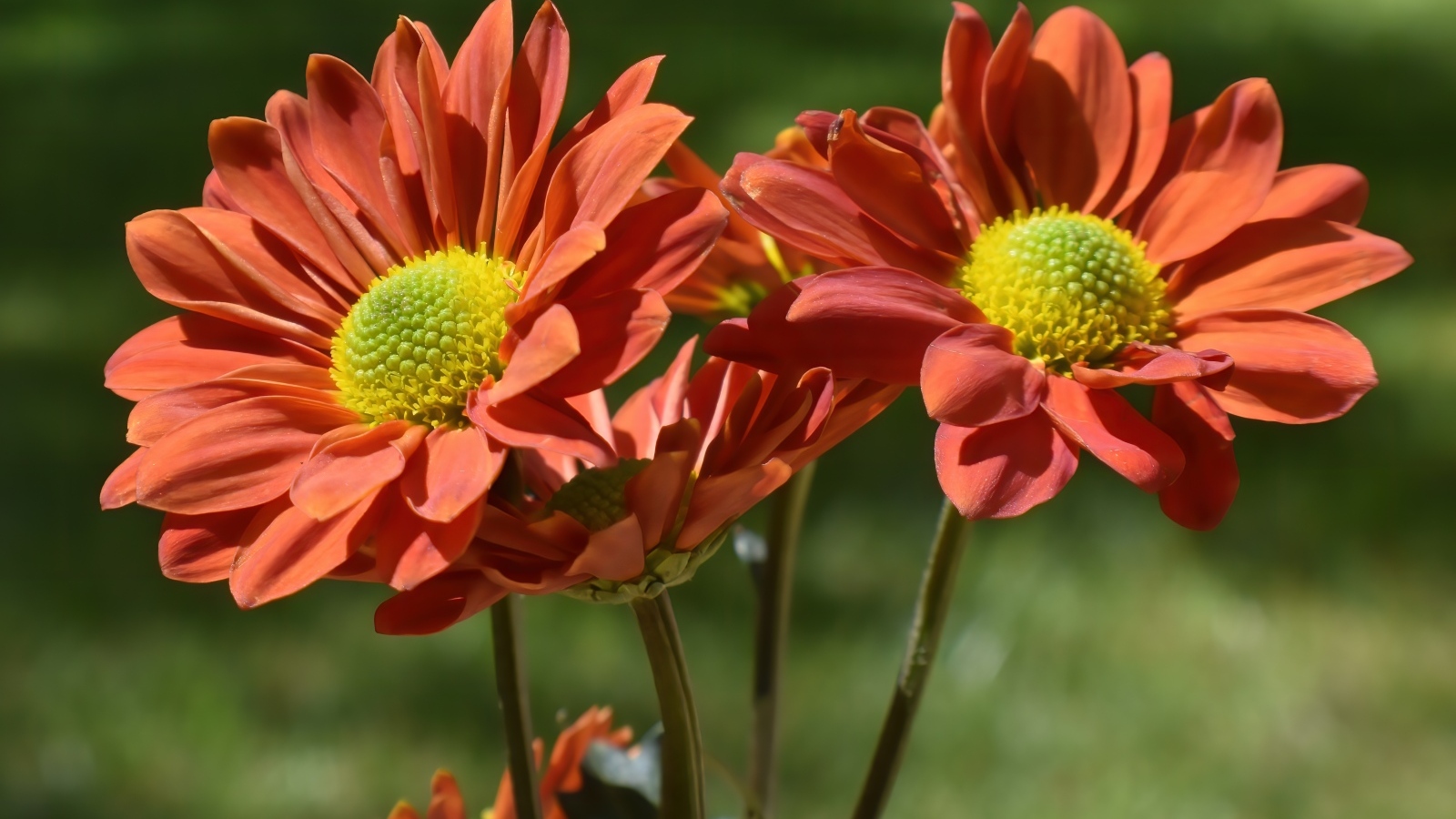 Оранжевые садовые цветы вблизи