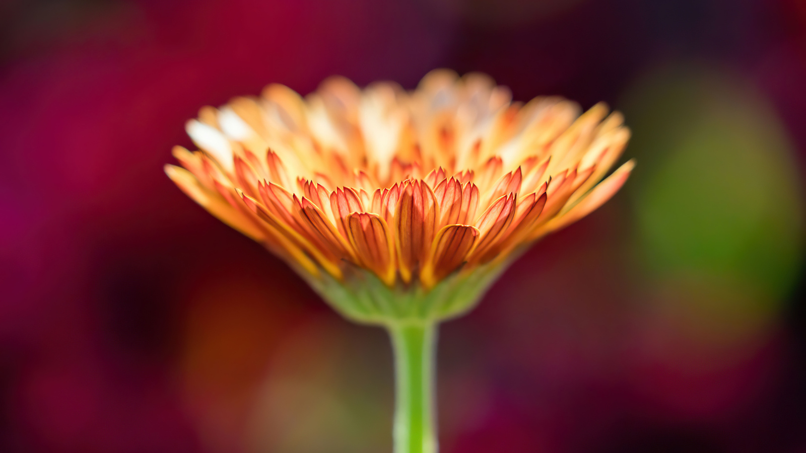 Оранжевый цветок герберы крупным планом