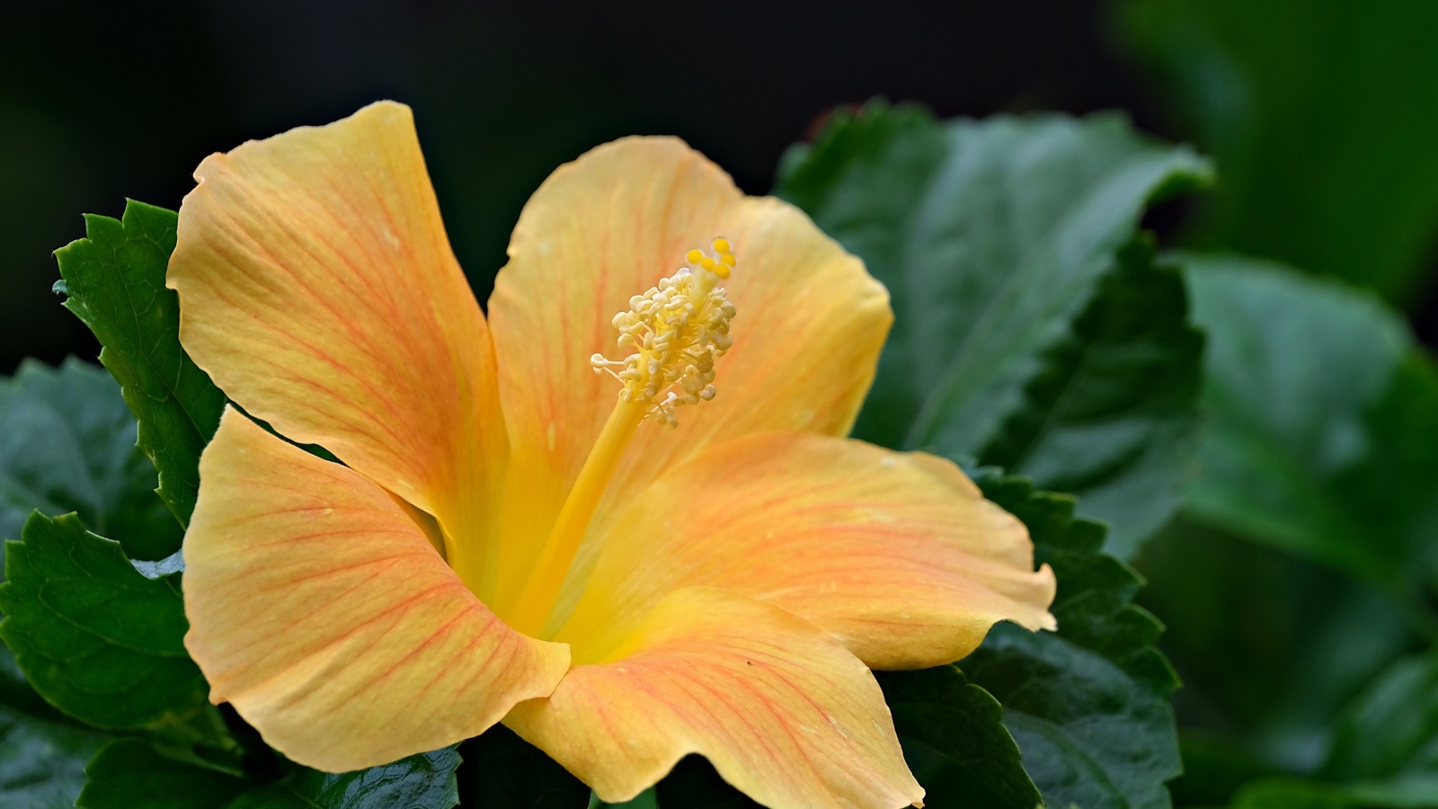 Оранжевый цветок гибискуса в зеленых листьях