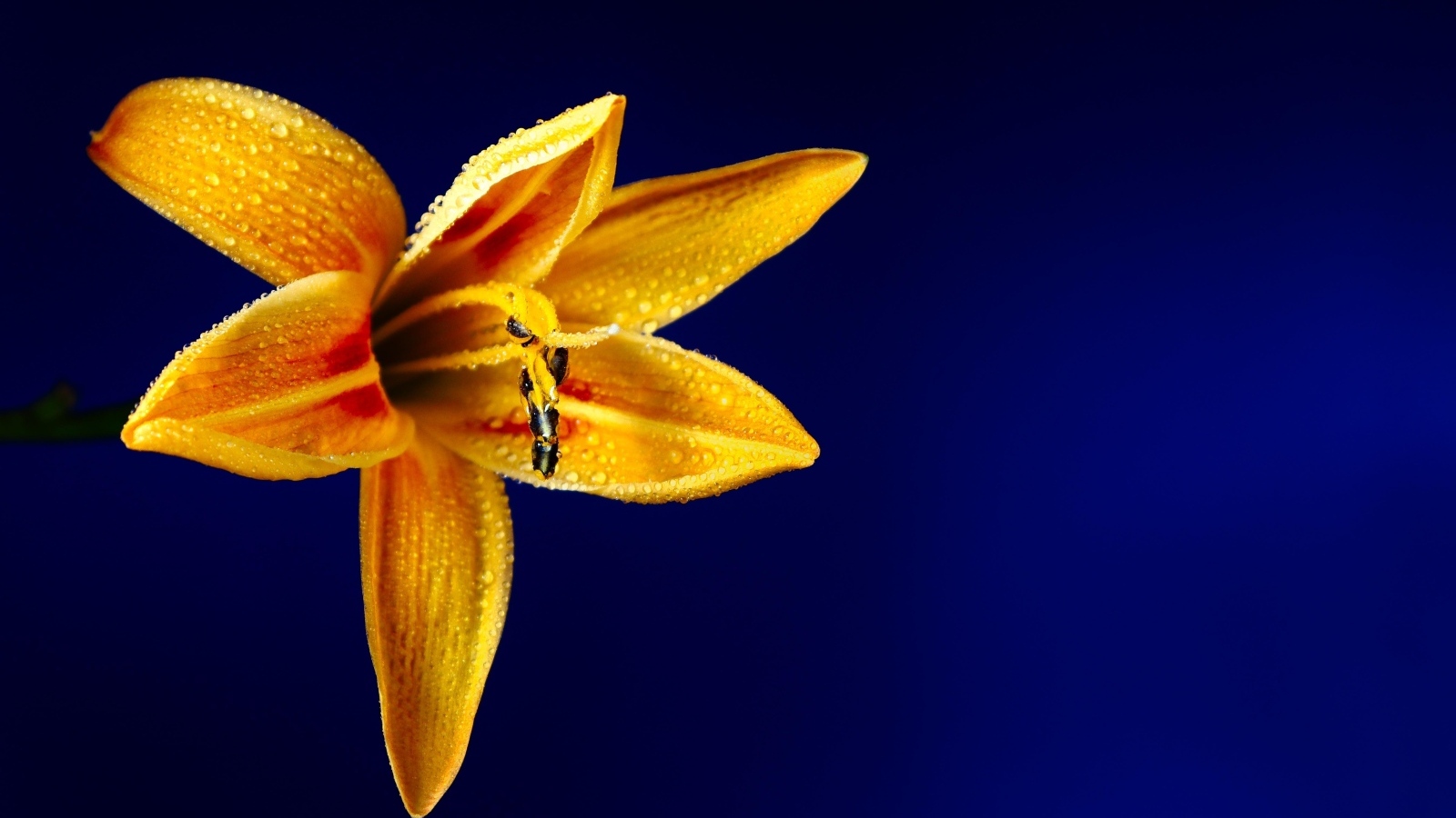Оранжевая лилия на синем фоне