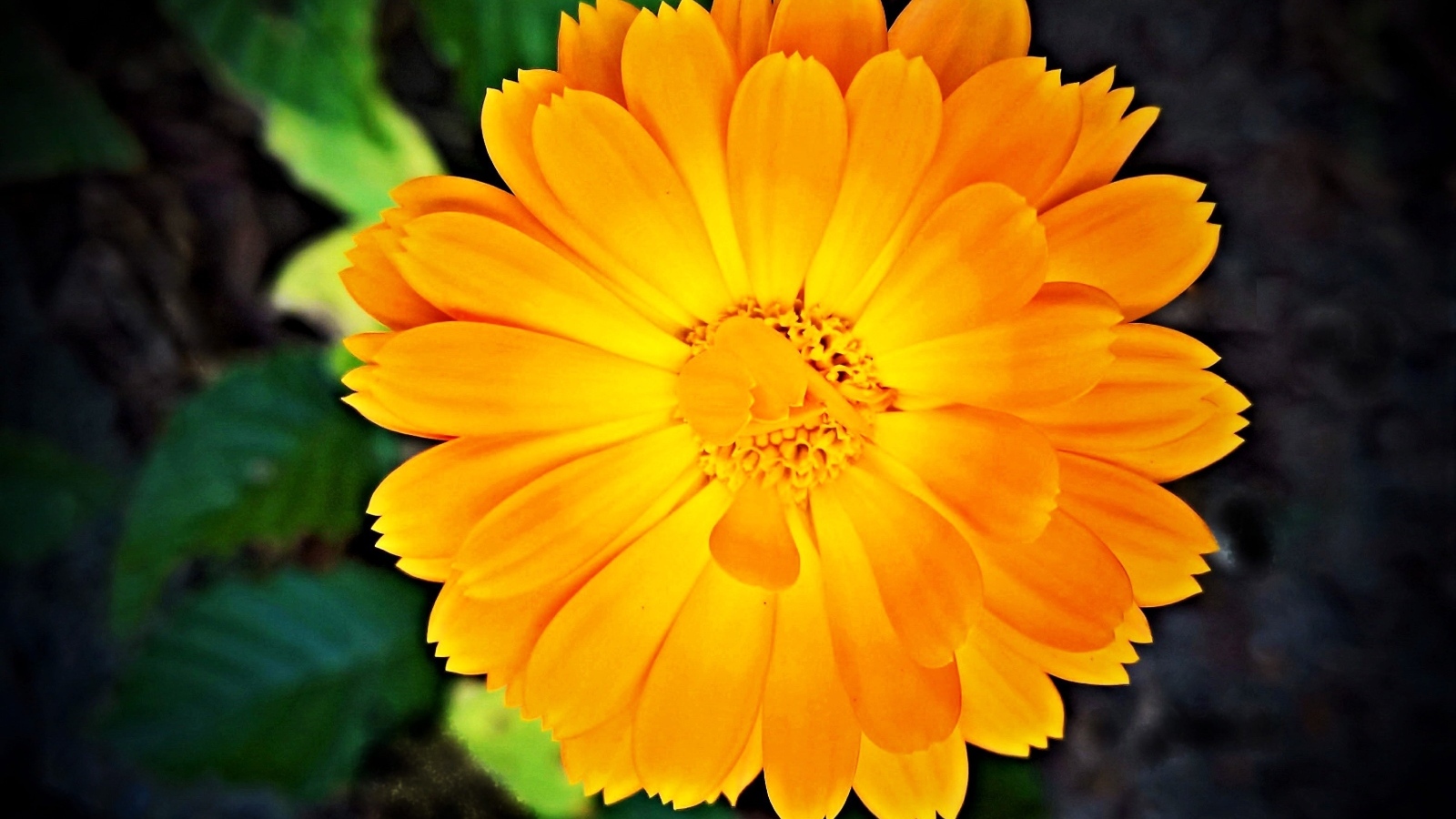 Оранжевый цветок календулы крупным планом