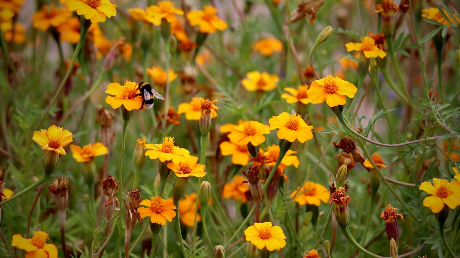 Оранжевые цветы бархатцы на клумбе