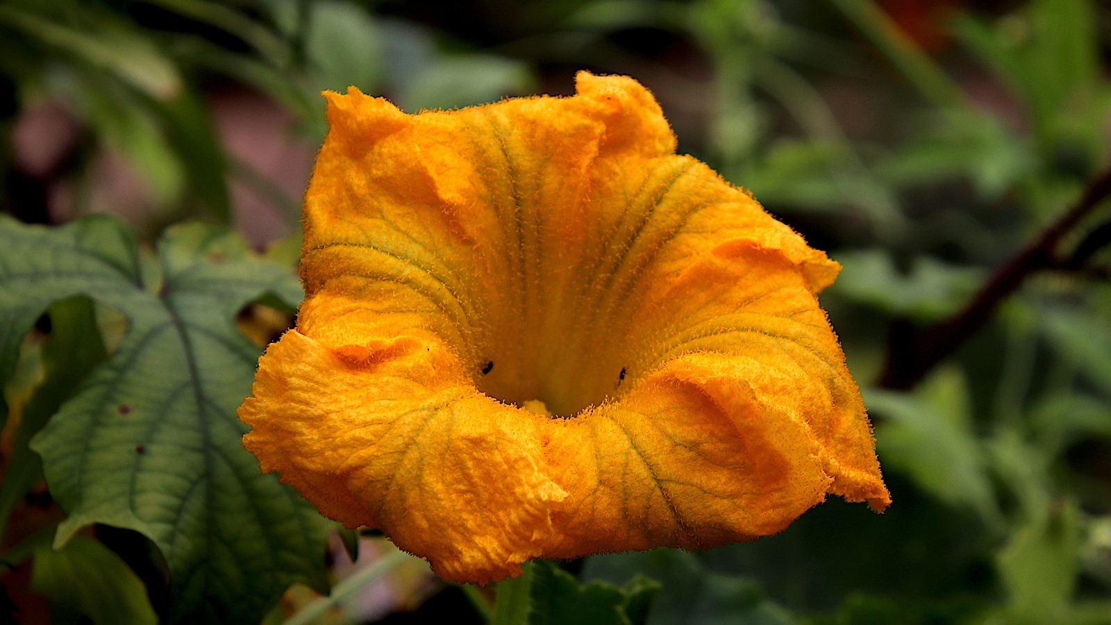 Оранжевый цветок тыквы на грядке