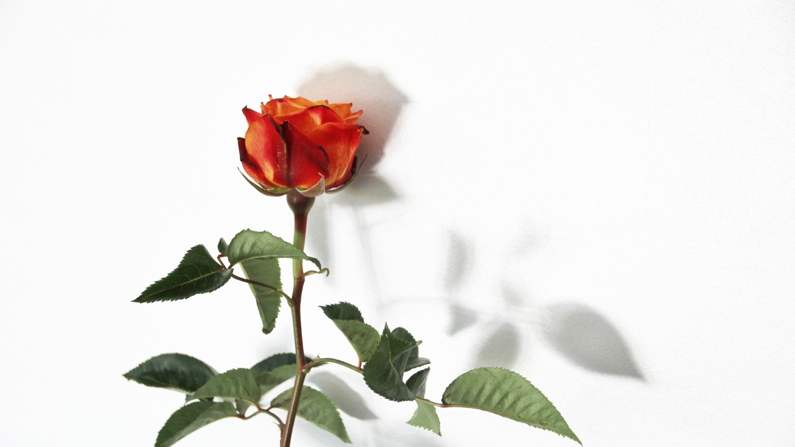 Цветок оранжевой розы на белом фоне