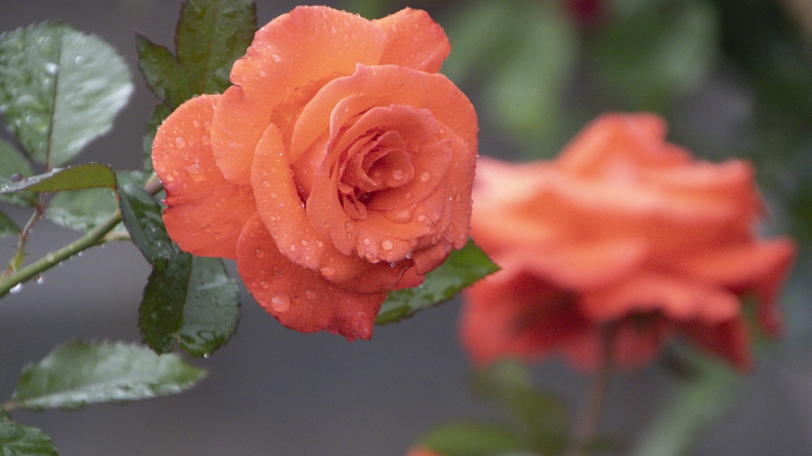 Оранжевая роза в каплях росы крупным планом