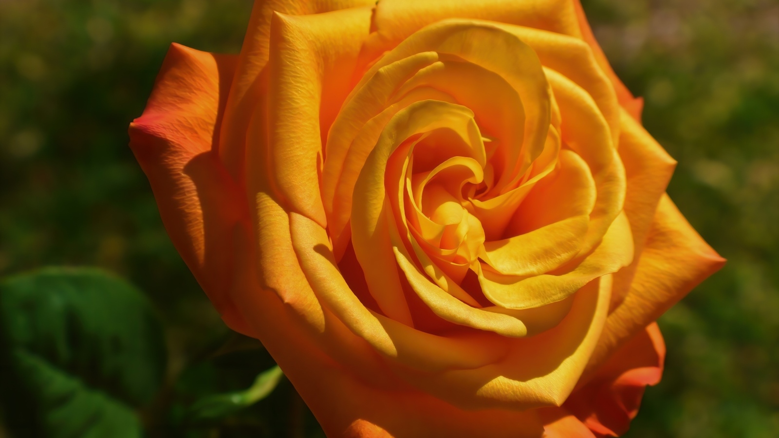 Оранжевая чайная роза на клумбе