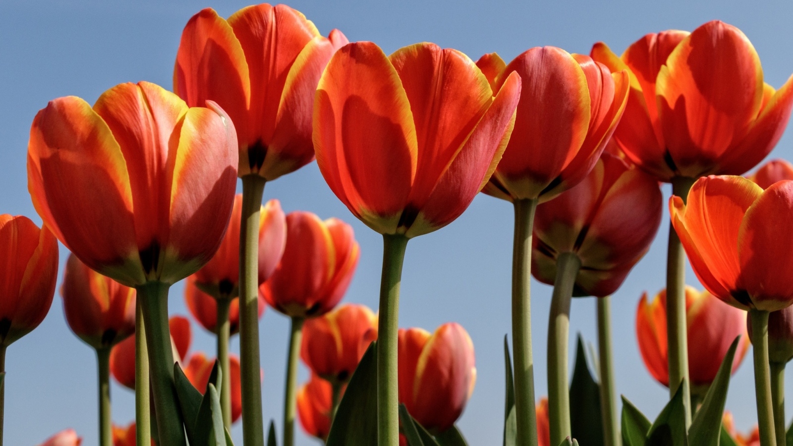 Оранжевые тюльпаны на фоне голубого неба