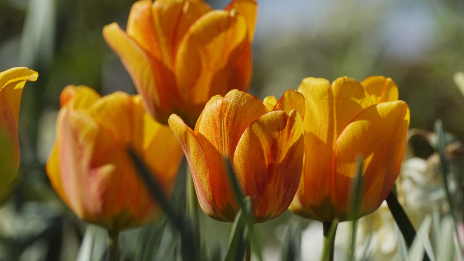 Оранжевые тюльпаны в лучах теплого солнца