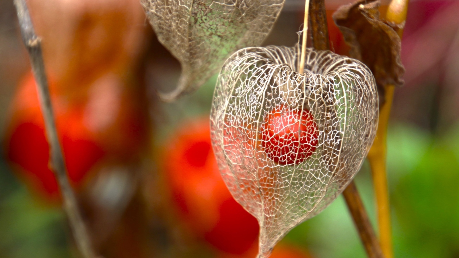 Цветок физалиса с ягодой внутри