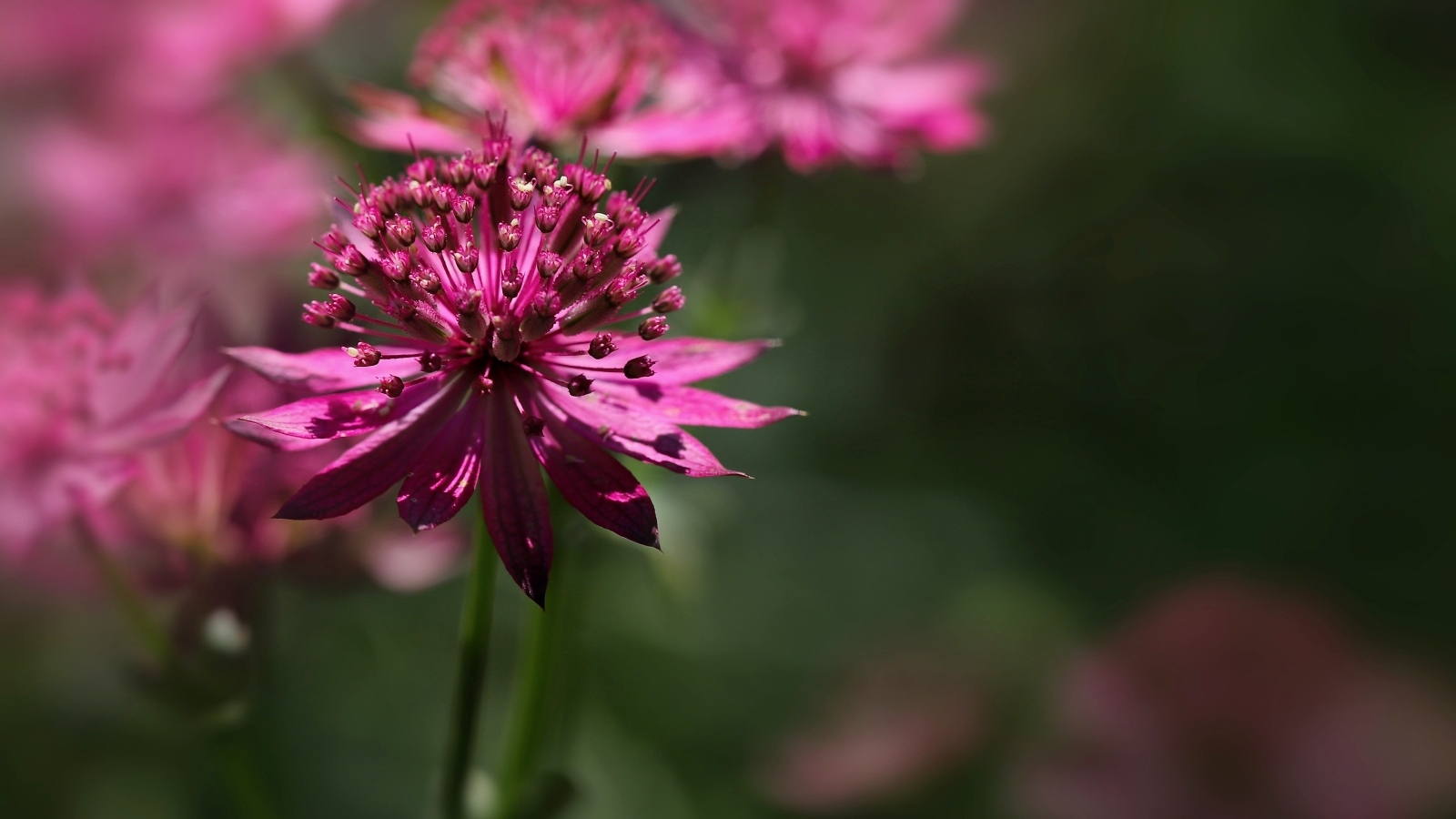 Розовый цветок Астранция крупным планом