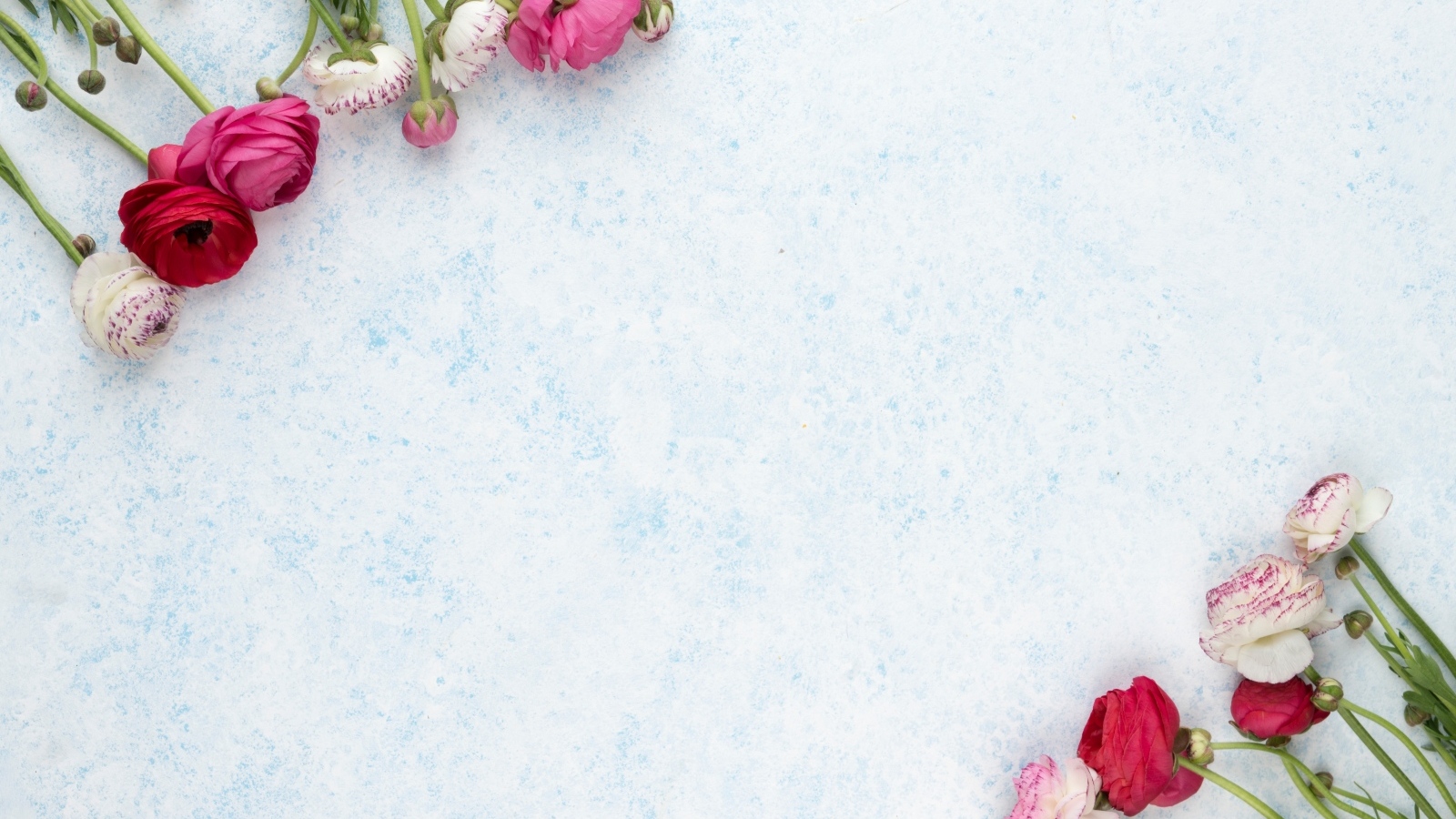 Розовые и красные лютики на голубом фоне