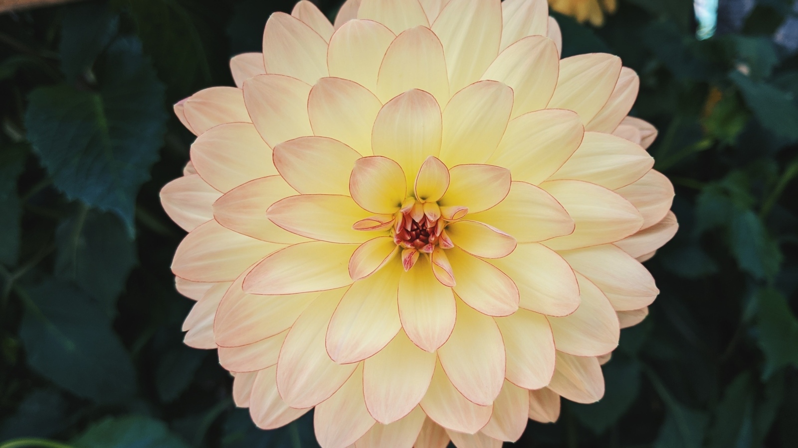 Розовый с желтым цветок пышной георгины