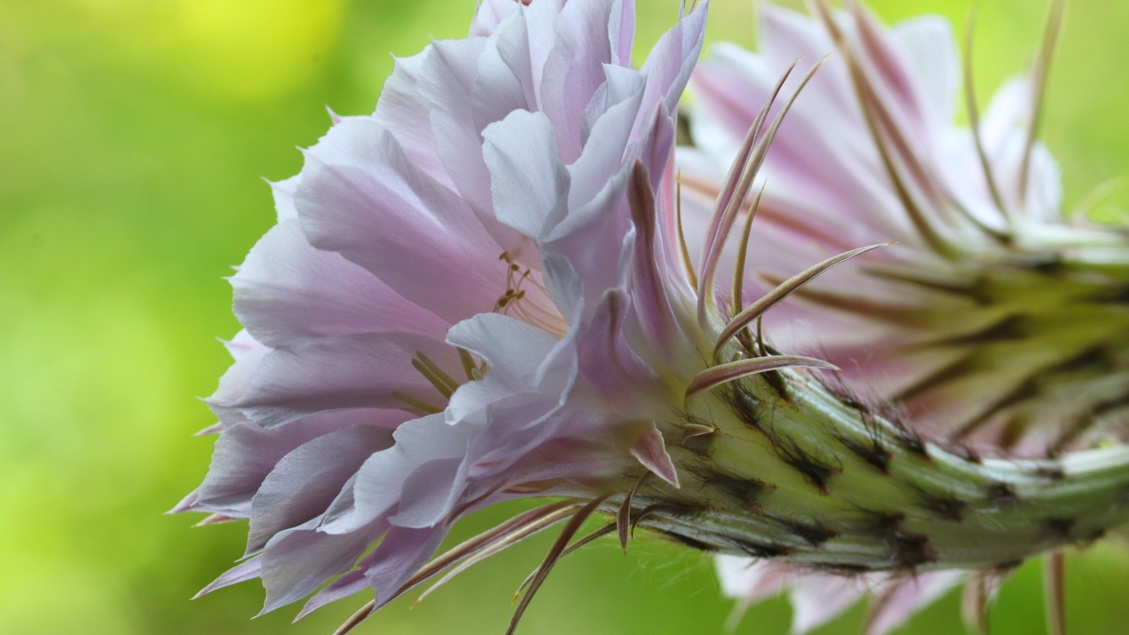 Розовый красивый цветок кактуса эхинопсис