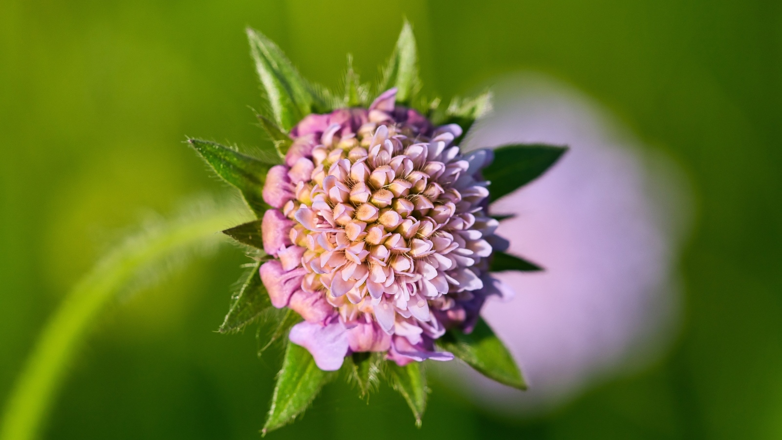 Розовый распускающийся цветок клевера