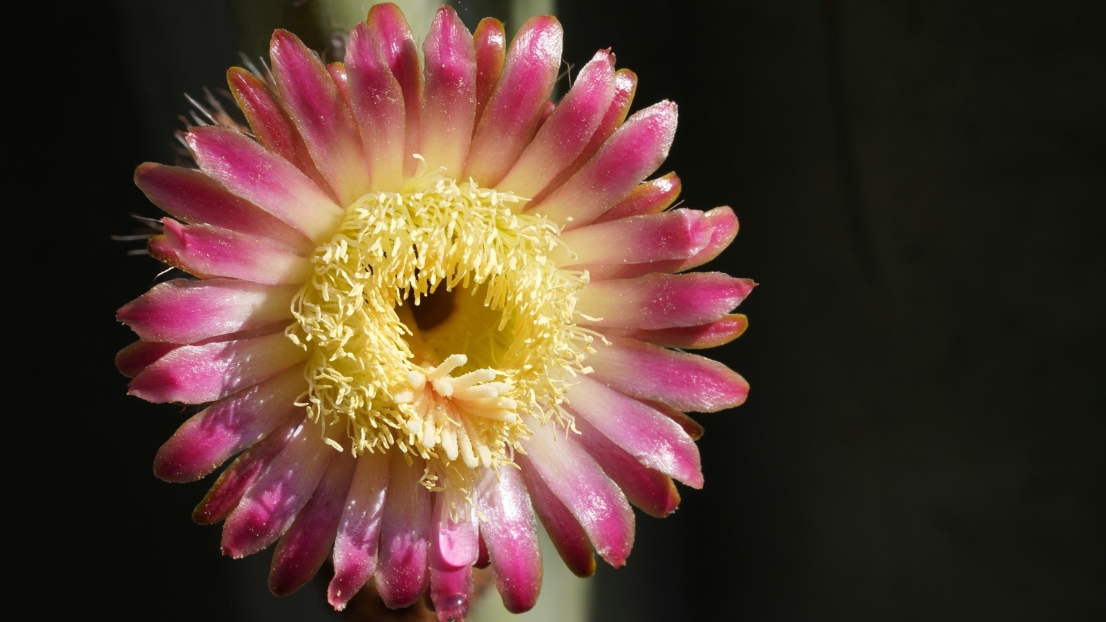 Розовый цветок кактуса на черном фоне