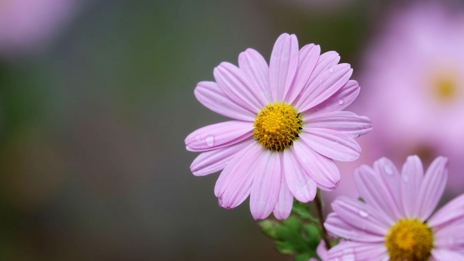 Розовые ромашковидные хризантемы крупным планом
