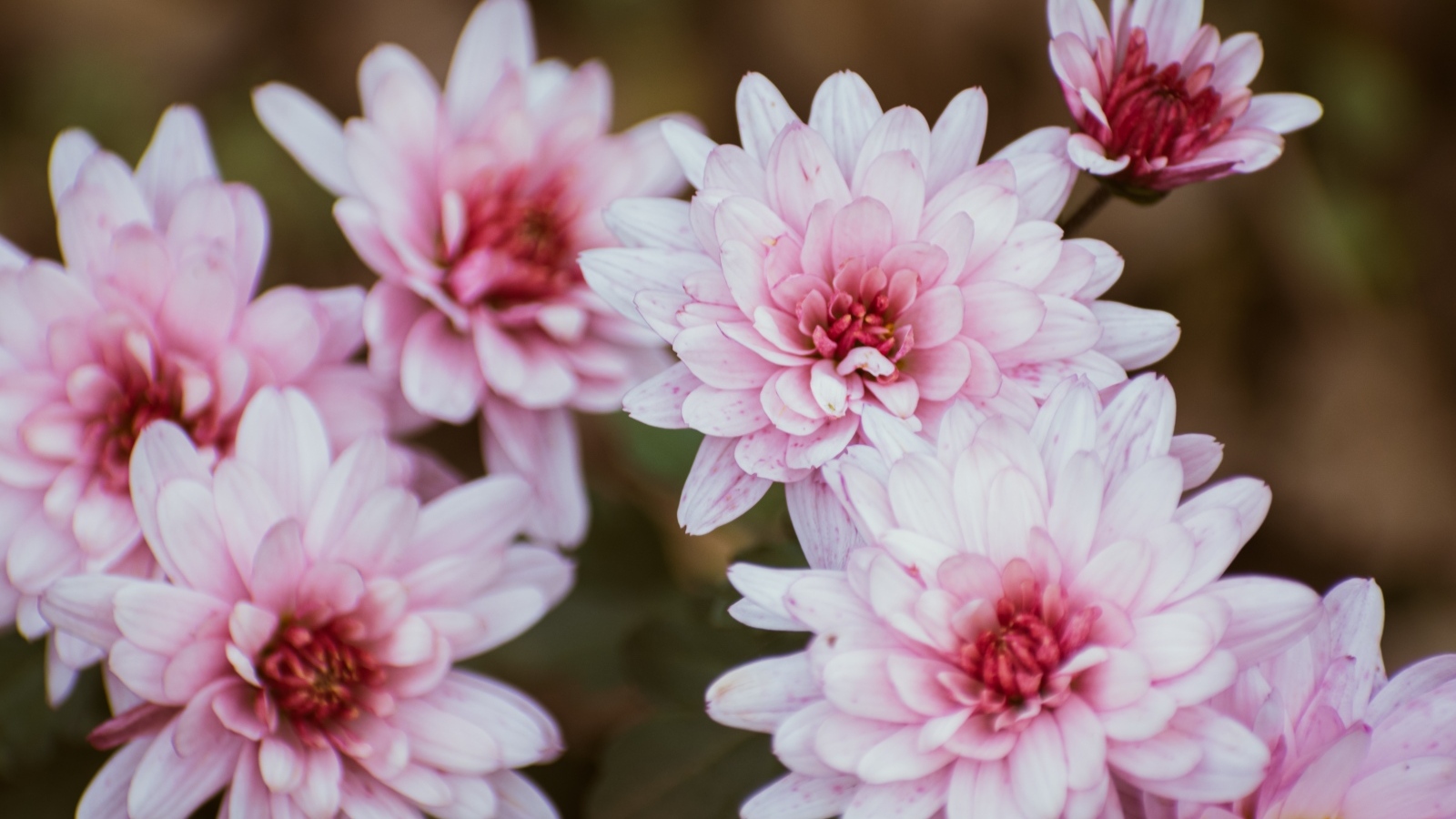 Розовые цветы хризантемы крупным планом