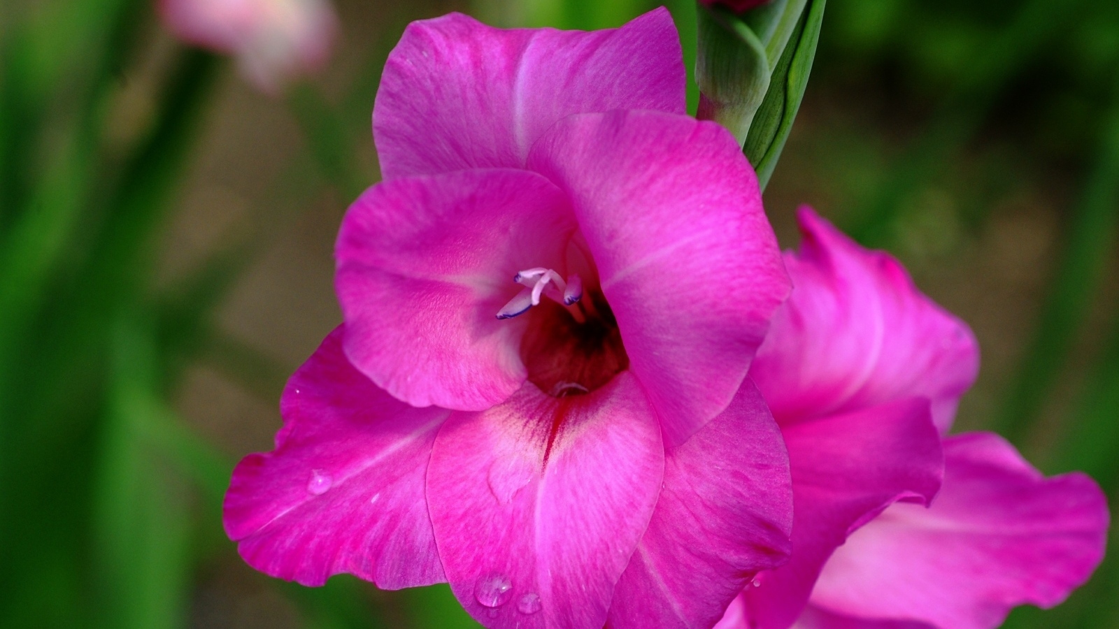 Розовый нежный цветок гладиолуса