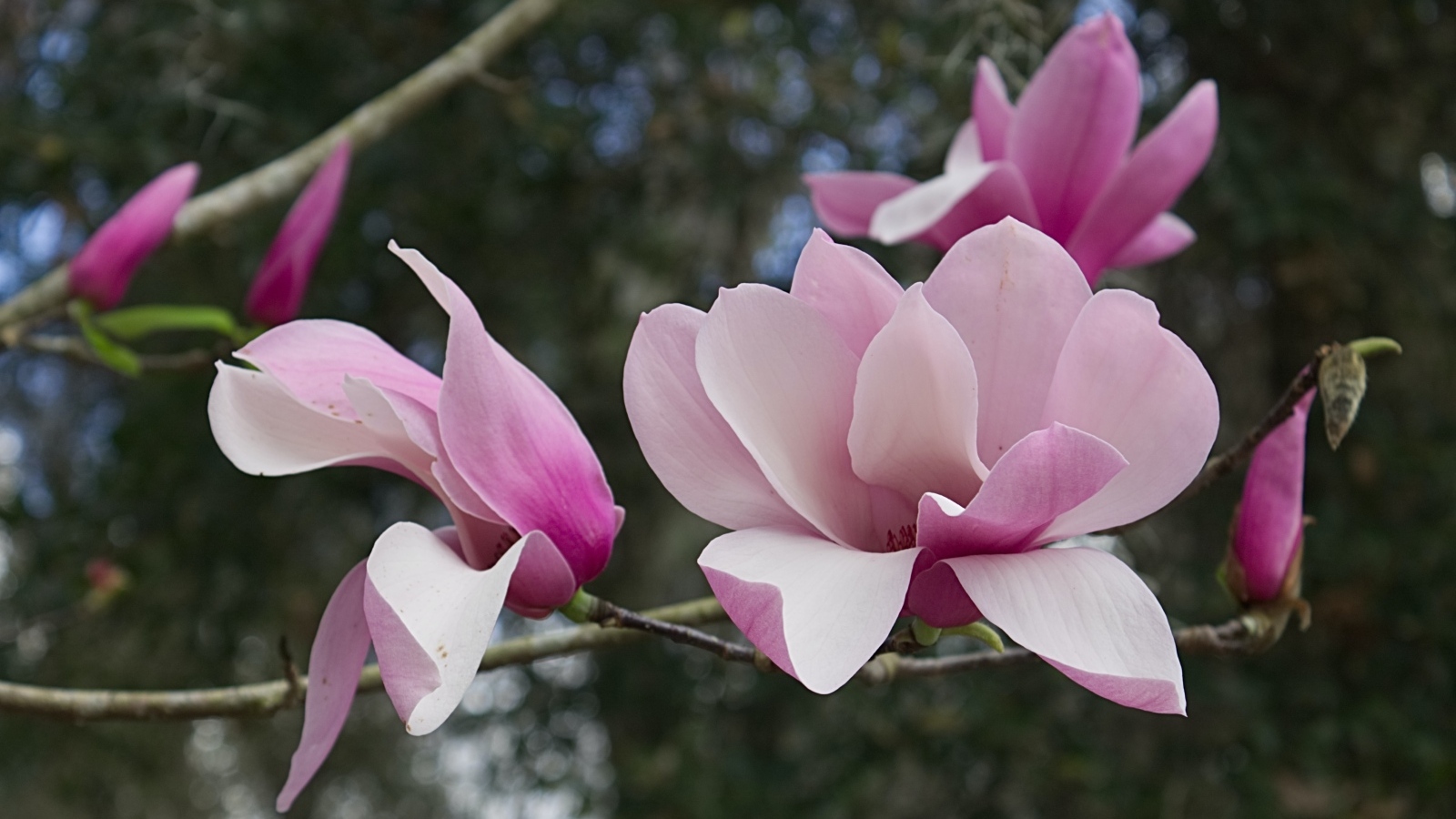 Розовые нежные цветы магнолии на ветке